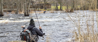 Årets laxfiske i gång i Mörrumsån