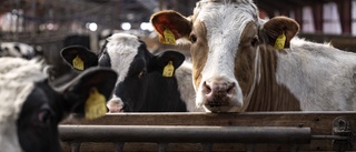 Omfamna växtriket och lev veganskt