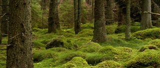 Större ytor och ersättning ska skydda skogen