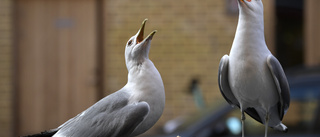 Förr fick man betalt för döda måsar