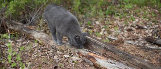 Katten skulle självdö – kvinna inför rätta