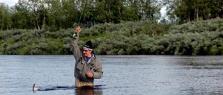 Giftig getingsommar – när teori och praktik inte synkar