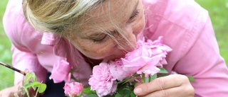 Bästa knepen för rosenrabatten