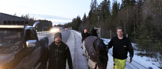 Lösa hästar gick mitt i trafiken