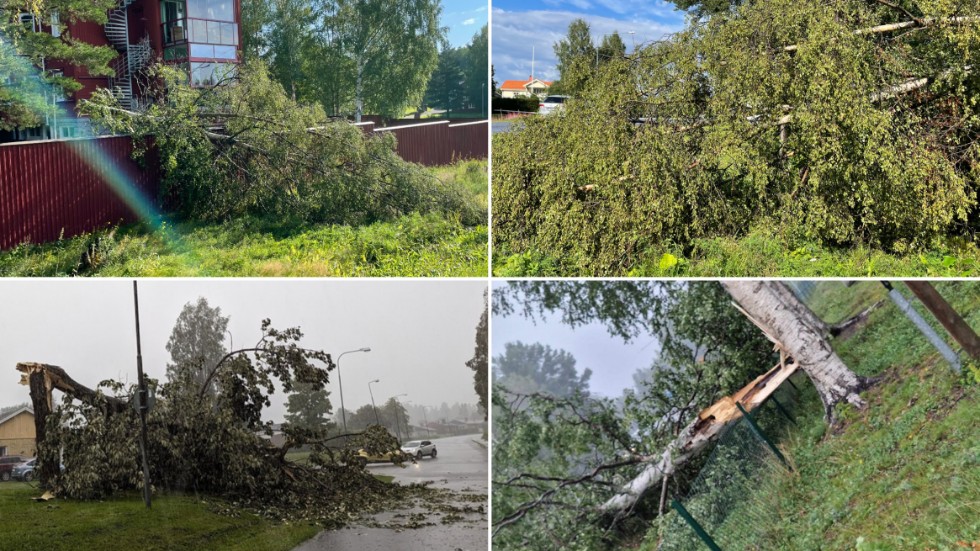 Flera träd föll i Norran-området under åskovädret. Bland annat i Ursviken (uppe), på Medlefors (t v) och i Bureå (t h).