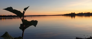 Läsarbilden: Fin kväll vid Södra hamn