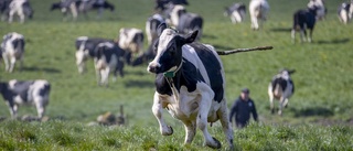 Klimatsmarta bönder ska dela på 5 miljarder