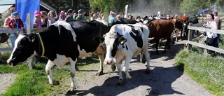 Ystra kossor på grönbete