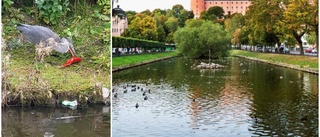 Sällsynt syn – gråhäger gästade centrala Uppsala: "Inte vett att hålla sig undan"