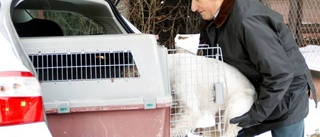 Italienske gästjägaren hämtade sin hund