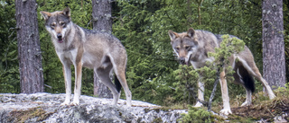 Vem har modet att kasta grus på en vargflock?