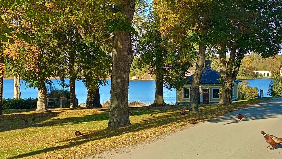 Fasaner vid Ericsbergs slott. 