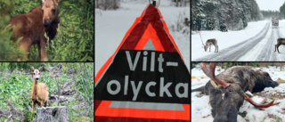 Se upp i trafiken – fem viltolyckor inom loppet av en halvtimme