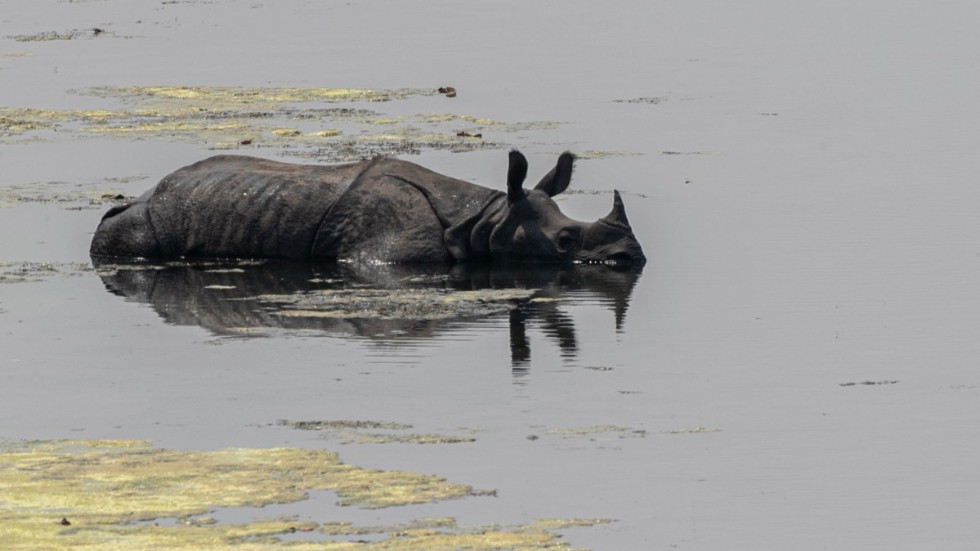 En noshörning i Bardiya National Park i Nepal.
