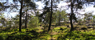 Vill inte att kommunen sköter nytt naturreservat • Överklagar till länsstyrelsen