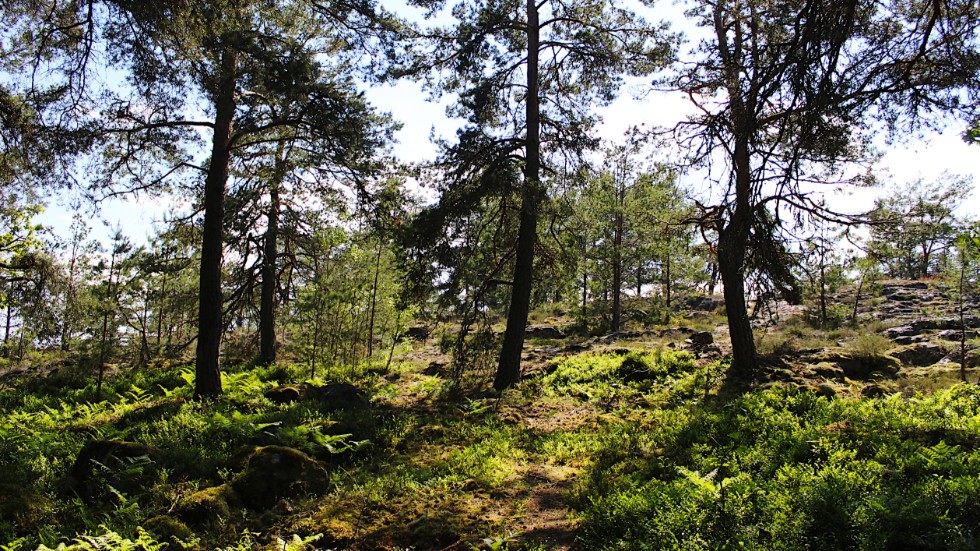 Nu vill kommunen få del av allmänhetens åsikter rörande Tändsticksberget och förslaget om att bilda ett naturreservat här.