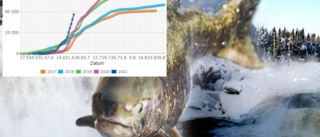 Branta kurvor uppåt – stark laxuppgång i flera älvar: "Kan bli ett bra år"