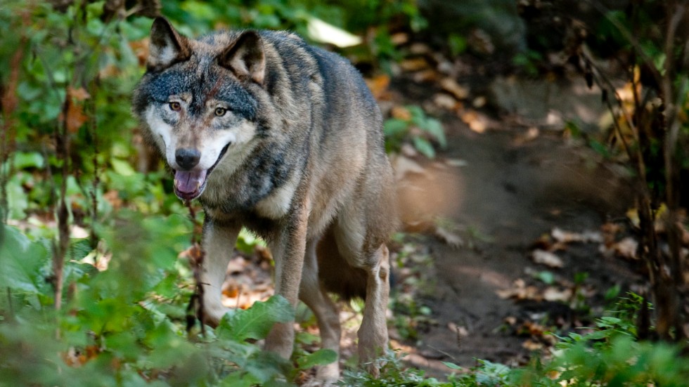 En varg sköts utanför Nygård den 5 september. Statens veterinärmedicinska anstalt i Uppsala har obducerat djuret och skickat proverna till SLU:s forskningsstation Grimsö i Bergslagen, som nu är klar med analysen. Vargen på bilden har inget med artikeln att göra. Arkivbild.