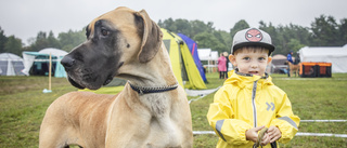 Regn och rusk stoppade inte hundentusiasterna