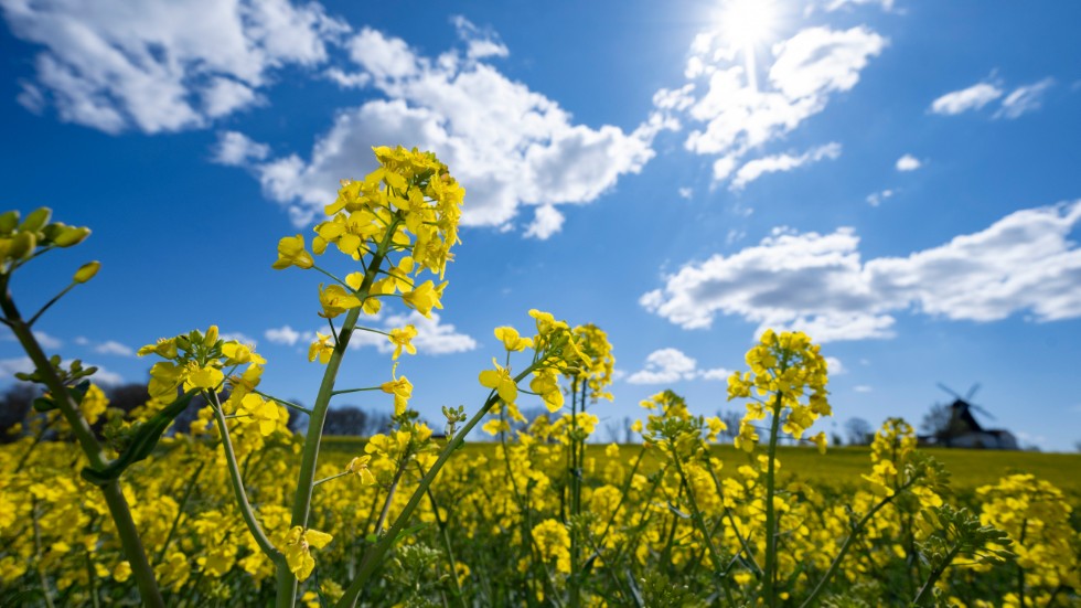 Biodrivmedel som tillverkas av raps, majs och spannmål anses inte vara tillräckligt gröna för att klassas som hållbara i EU:s nya regler för hållbara investeringar. Arkivbild.