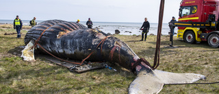 Nota för strandad val: Minst 200 000 kronor