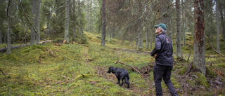 Hotet mot skogen: "Gör ont i själen hos naturvårdare"