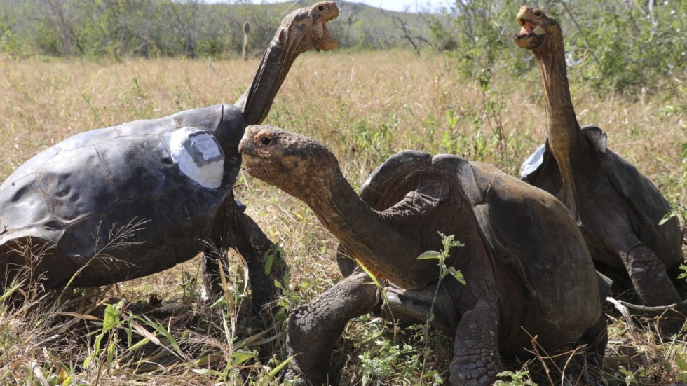 En grupp jättesköldpaddor ögonblicket efter att de släppts ut i det fria på ön Española i Galápagos-provinsen utanför Ecuador. Bilden är från i juni 2020.