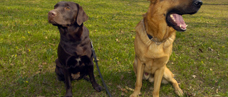 Här är det vanligaste hundnamnet i Norrköping