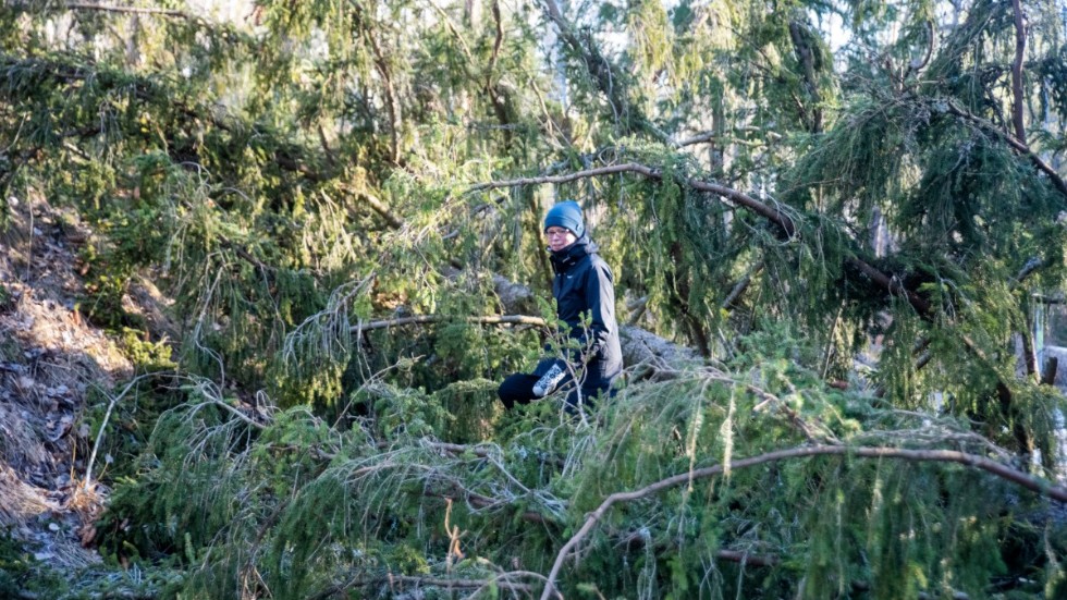 En förbipasserade gångare letar sig igenom den nedfallna granen för att kunna komma vidare på gång- och cykelvägen i Svälthagen.