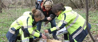 "Förra årets finaste runfynd"