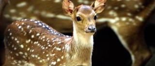 Babyboom på Kolmårdens djurpark