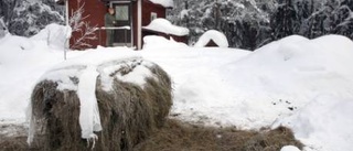 Jaktlag lägger ut mat som räddning