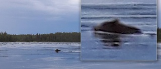 Mardrömsmötet: "Trodde det var en älg"