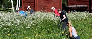 Midsommarfirande kräver förberedelser