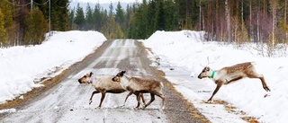 Hungriga rovdjur skapar konflikter