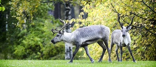 Larm om renflock längs E4