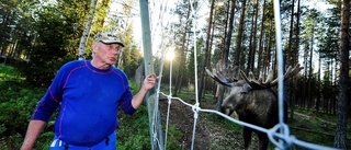 Älgfarmen lockar långväga besökare