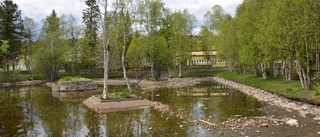 Ingen idyllisk svanpark