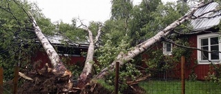 Mängder av stormfällda träd