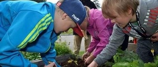 Nyodlat på Hedskolan