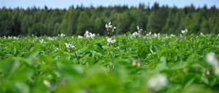 Bättre förutsättningar för potatisodlare i år