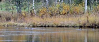 Fåglar i sikte i alla kikare