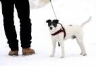 Hundägare fast i skiten