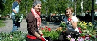 Plantering på kyrkogården - ett sommartecken