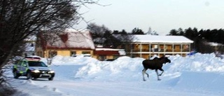 Rönnbrist lockar älgarna till stan