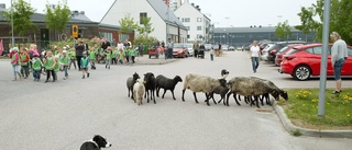 Nu är fåren tillbaka i hagen på Brandholmen