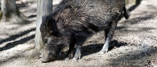 Jägare önskar bättre regler för försäljning av vildsvinskött