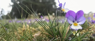 Explosion av blommor på Lindbacke