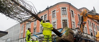 Färre men större träd i centrum