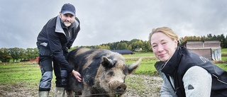 Pestlarm sätter skräck i bönder: "Vi tar inga risker" 